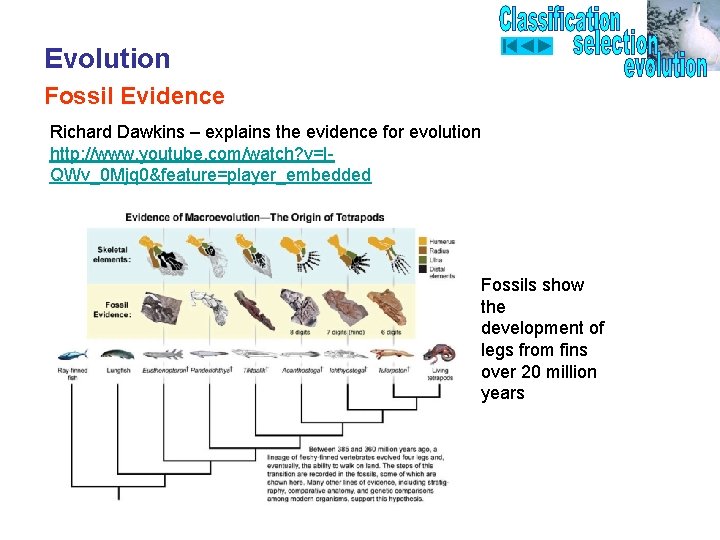 Evolution Fossil Evidence Richard Dawkins – explains the evidence for evolution http: //www. youtube.