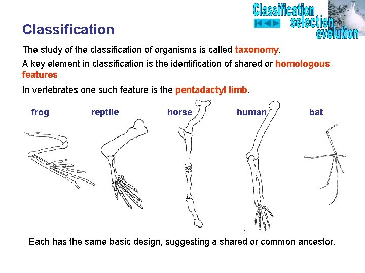 Classification The study of the classification of organisms is called taxonomy. A key element