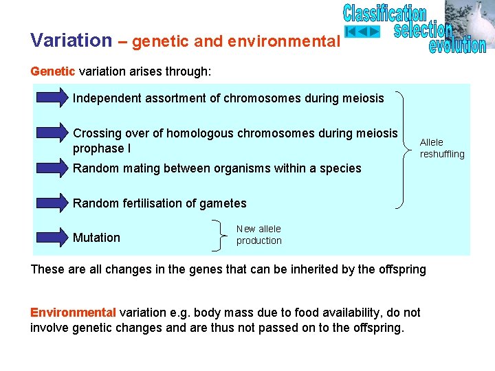 Variation – genetic and environmental Genetic variation arises through: Independent assortment of chromosomes during