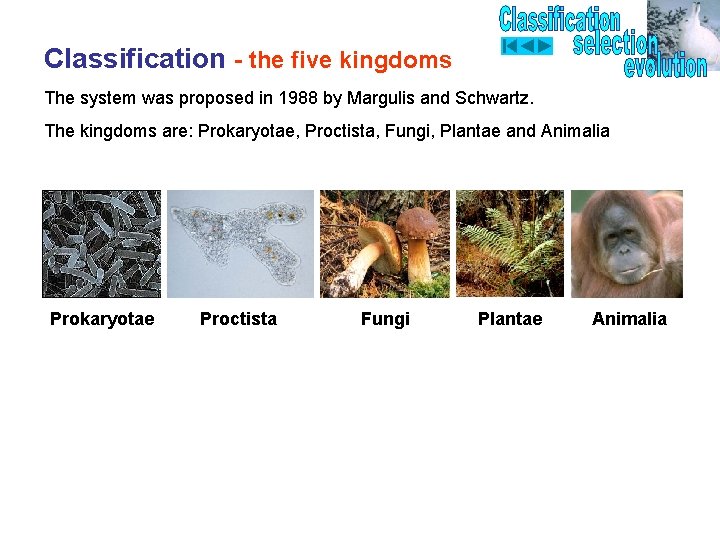 Classification - the five kingdoms The system was proposed in 1988 by Margulis and