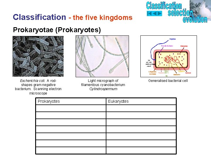 Classification - the five kingdoms Prokaryotae (Prokaryotes) Escherichia coli. A rodshapes gram negative bacterium.
