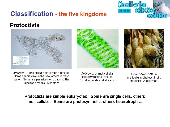 Classification - the five kingdoms Protoctista Amoeba. A unicellular heterotrophic proctist. Some species live