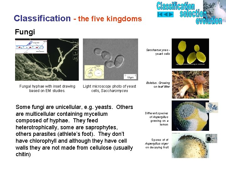 Classification - the five kingdoms Fungi Saccharomyces yeast cells Fungal hyphae with inset drawing