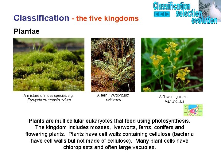 Classification - the five kingdoms Plantae A mixture of moss species e. g. Eurhychium