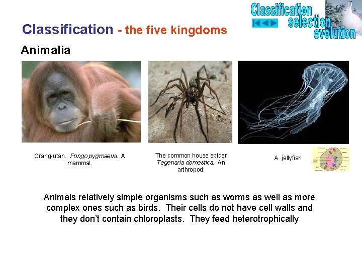 Classification - the five kingdoms Animalia Orang-utan. Pongo pygmaeus. A mammal. The common house