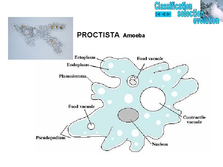 PROCTISTA Amoeba 