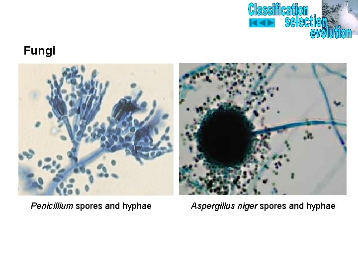 Fungi Penicillium spores and hyphae Aspergillus niger spores and hyphae 