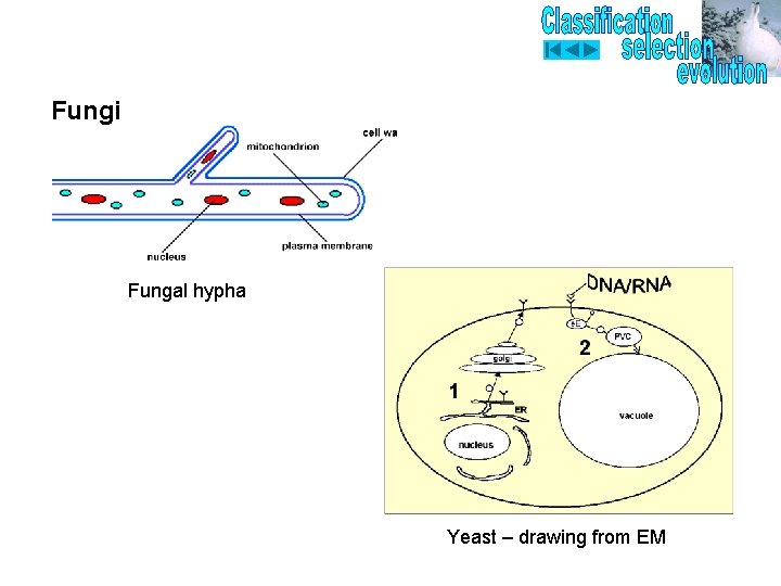 Fungi Fungal hypha Yeast – drawing from EM 