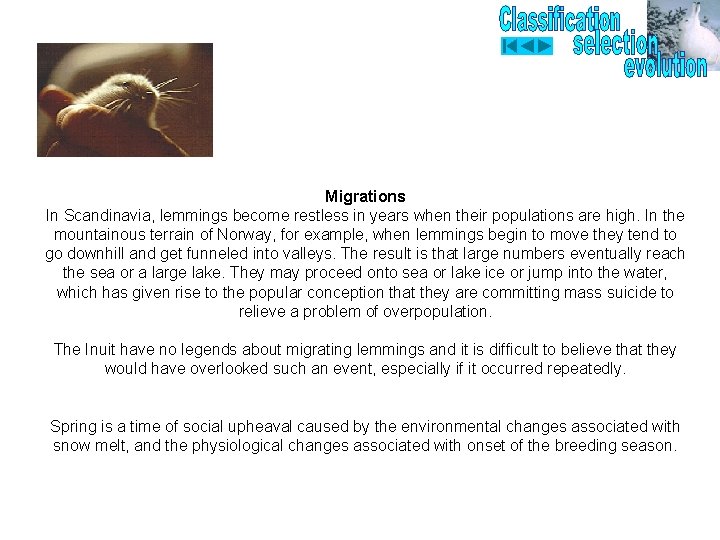 Migrations In Scandinavia, lemmings become restless in years when their populations are high. In