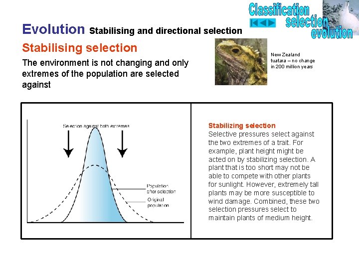 Evolution Stabilising and directional selection Stabilising selection The environment is not changing and only