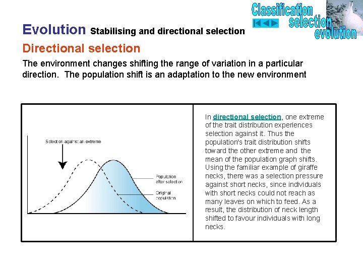 Evolution Stabilising and directional selection Directional selection The environment changes shifting the range of