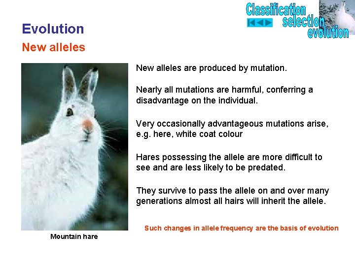 Evolution New alleles are produced by mutation. Nearly all mutations are harmful, conferring a
