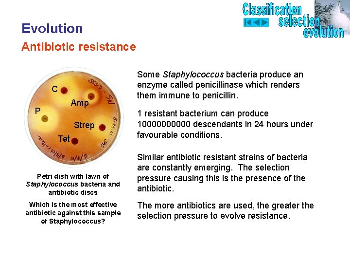 Evolution Antibiotic resistance C Amp P Strep Tet Petri dish with lawn of Staphylococcus