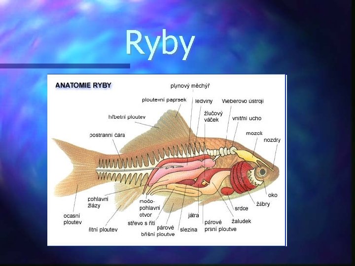 Ryby 