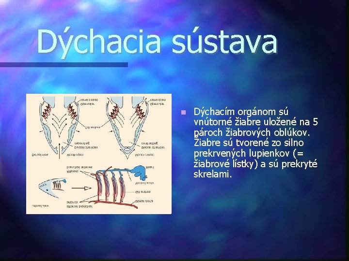 Dýchacia sústava Dýchacím orgánom sú vnútorné žiabre uložené na 5 pároch žiabrových oblúkov. Žiabre