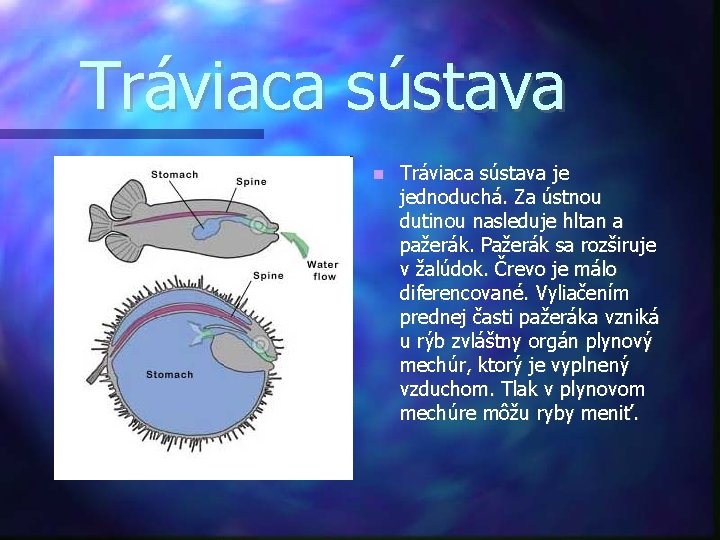 Tráviaca sústava je jednoduchá. Za ústnou dutinou nasleduje hltan a pažerák. Pažerák sa rozširuje