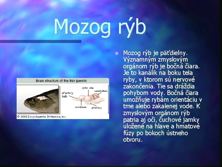 Mozog rýb je päťdielny. Významným zmyslovým orgánom rýb je bočná čiara. Je to kanálik