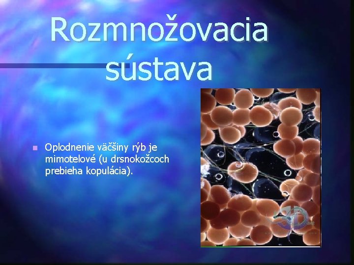 Rozmnožovacia sústava Oplodnenie väčšiny rýb je mimotelové (u drsnokožcoch prebieha kopulácia). 