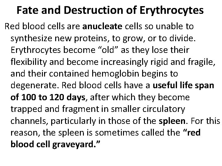 Fate and Destruction of Erythrocytes Red blood cells are anucleate cells so unable to