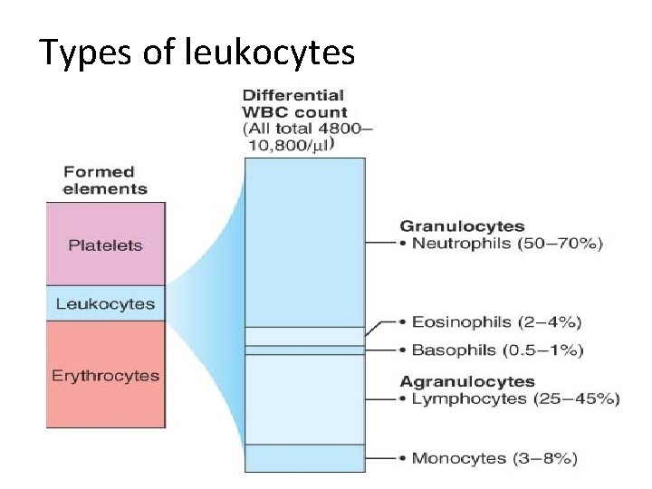 Types of leukocytes 