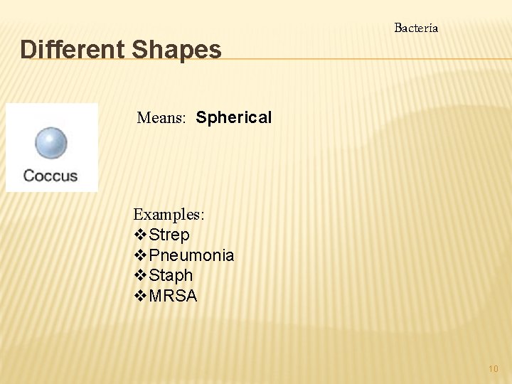 Different Shapes Bacteria Means: Spherical Examples: v. Strep v. Pneumonia v. Staph v. MRSA