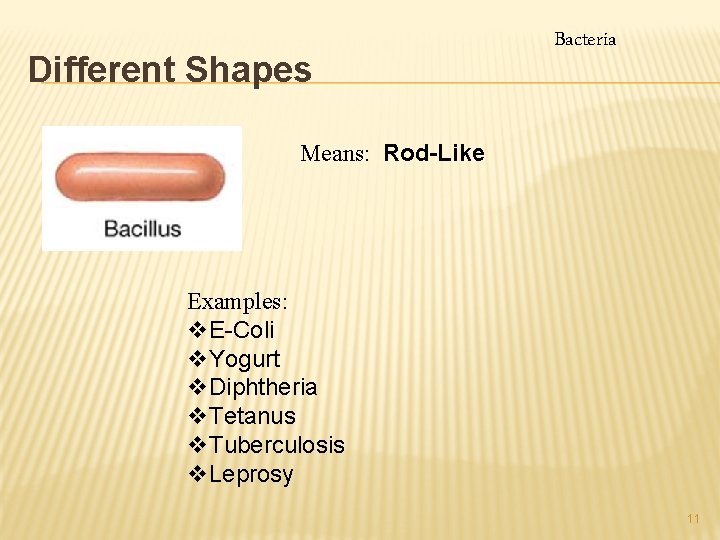 Different Shapes Bacteria Means: Rod-Like Examples: v. E-Coli v. Yogurt v. Diphtheria v. Tetanus