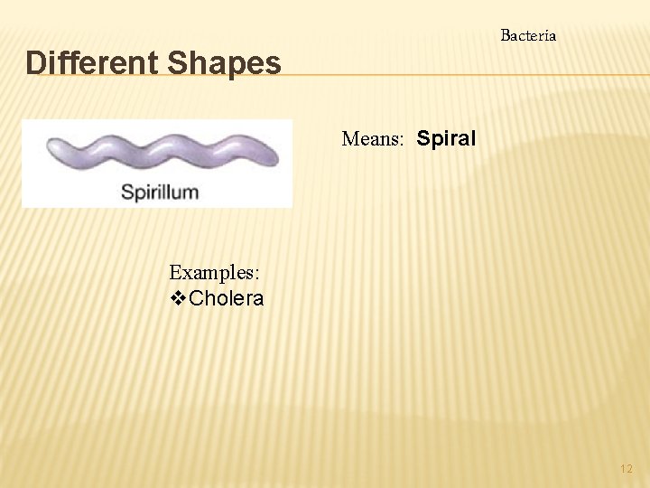 Bacteria Different Shapes Means: Spiral Examples: v. Cholera 12 