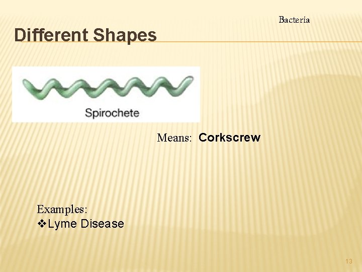 Different Shapes Bacteria Means: Corkscrew Examples: v. Lyme Disease 13 