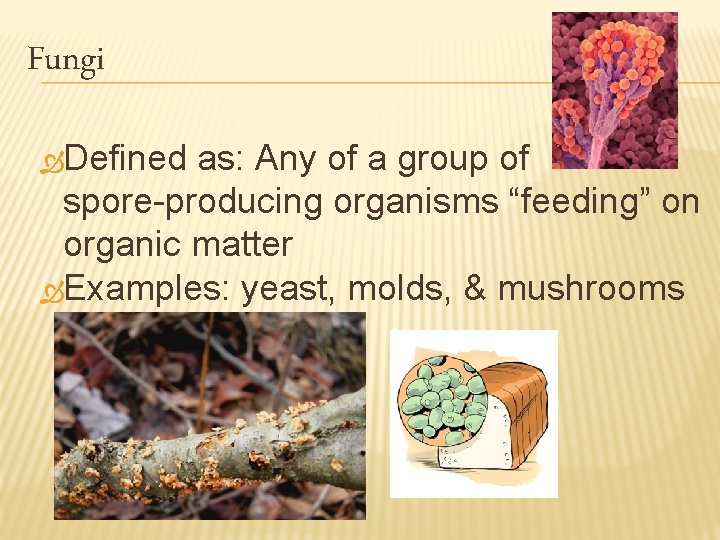 Fungi ÒDefined as: Any of a group of spore-producing organisms “feeding” on organic matter