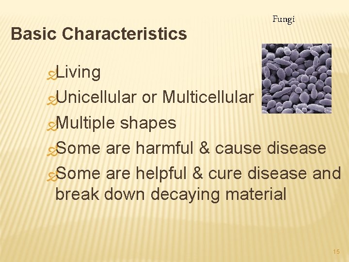 Basic Characteristics Fungi ÐLiving ÐUnicellular or Multicellular ÐMultiple shapes ÐSome are harmful & cause