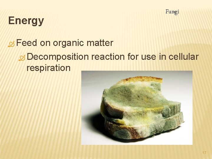 Energy Fungi Ò Feed on organic matter Ò Decomposition reaction for use in cellular