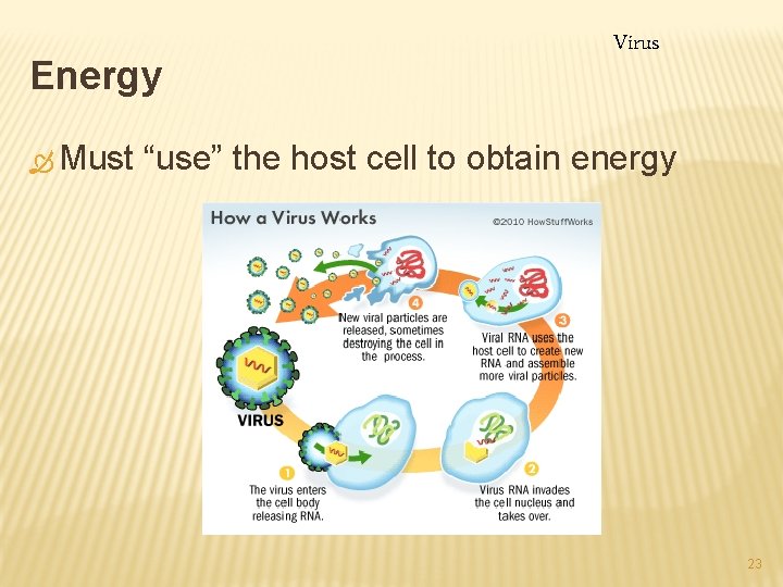 Energy Ò Must Virus “use” the host cell to obtain energy 23 