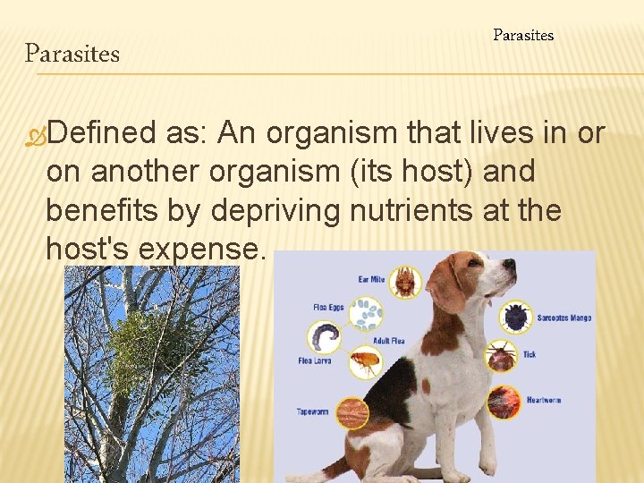 Parasites ÒDefined Parasites as: An organism that lives in or on another organism (its