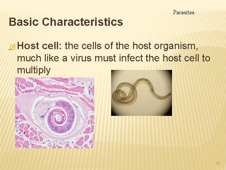 Basic Characteristics Parasites Ò Host cell: the cells of the host organism, much like