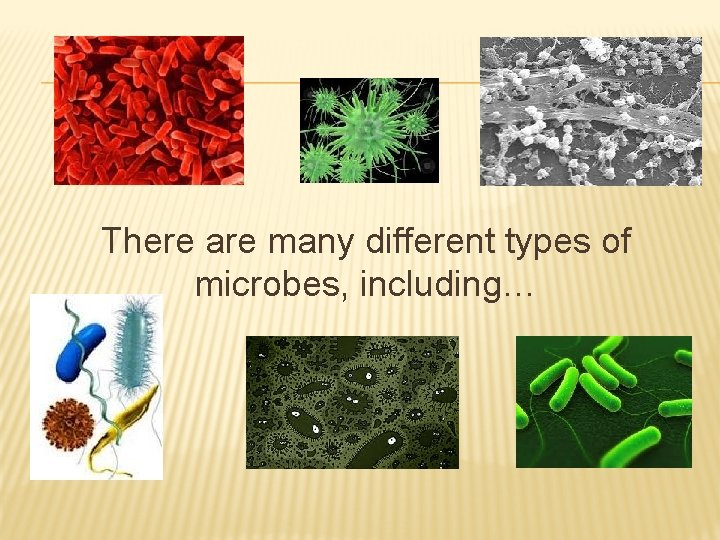There are many different types of microbes, including… 