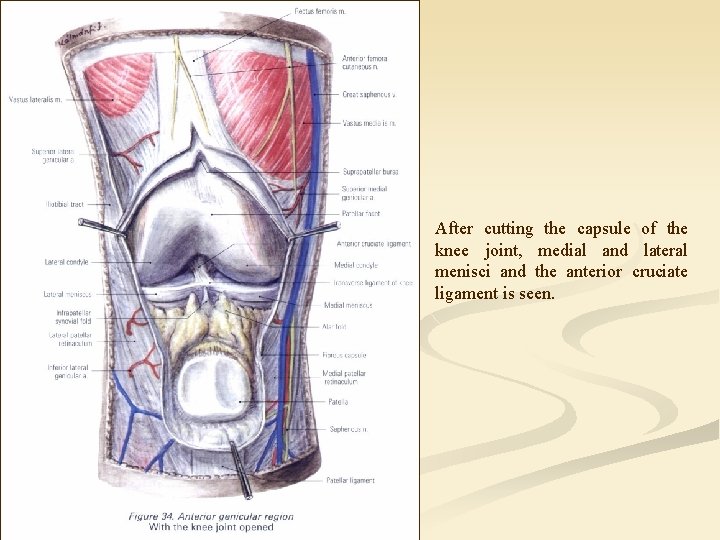 After cutting the capsule of the knee joint, medial and lateral menisci and the