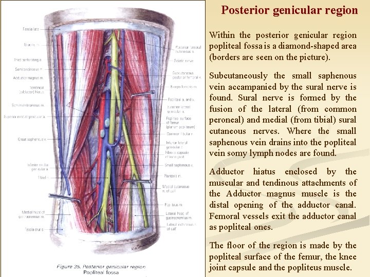 Posterior genicular region Within the posterior genicular region popliteal fossa is a diamond-shaped area