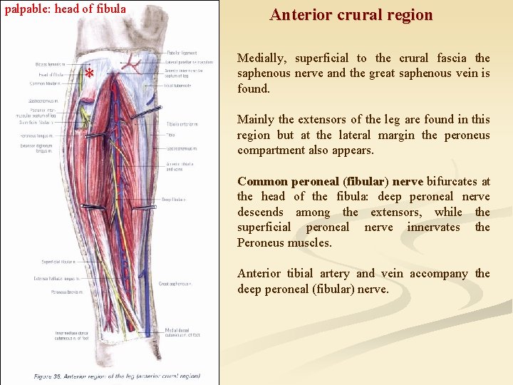 palpable: head of fibula * Anterior crural region Medially, superficial to the crural fascia