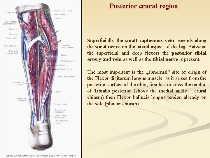 Posterior crural region Superficially the small saphenous vein ascends along the sural nerve on