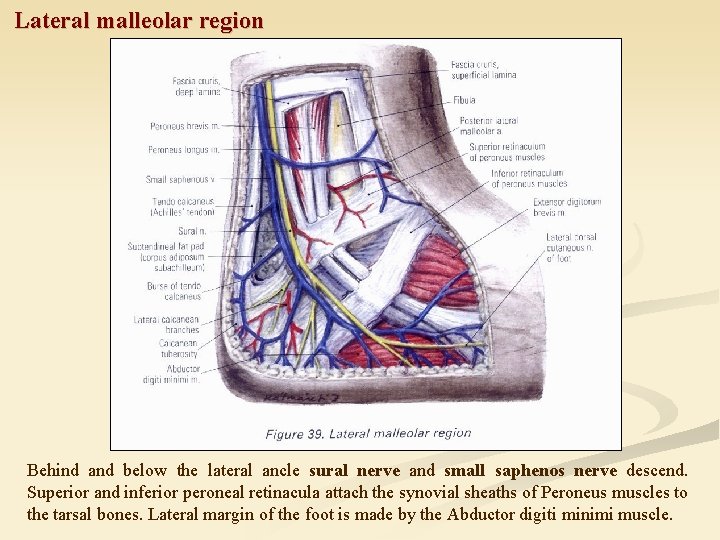 Lateral malleolar region Behind and below the lateral ancle sural nerve and small saphenos