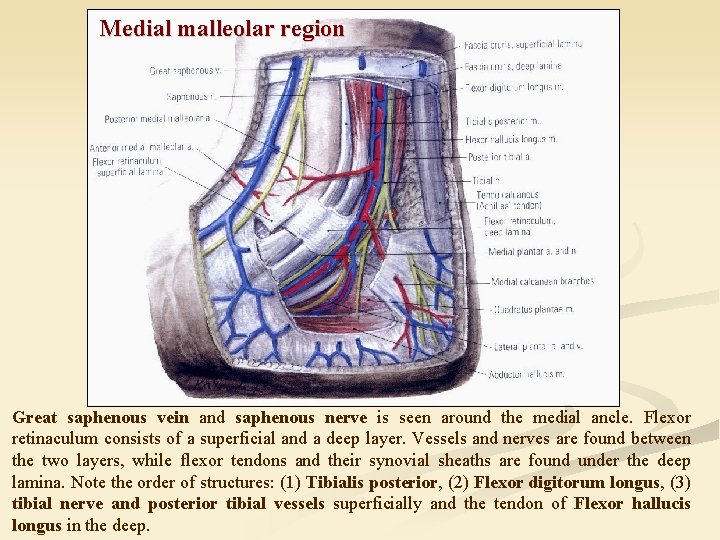 Medial malleolar region Great saphenous vein and saphenous nerve is seen around the medial