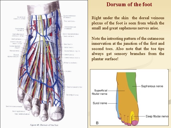 Dorsum of the foot Right under the skin the dorsal veinous plexus of the