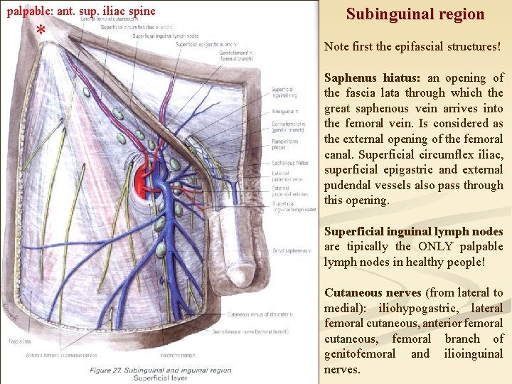 palpable: ant. sup. iliac spine * Subinguinal region Note first the epifascial structures! Saphenus