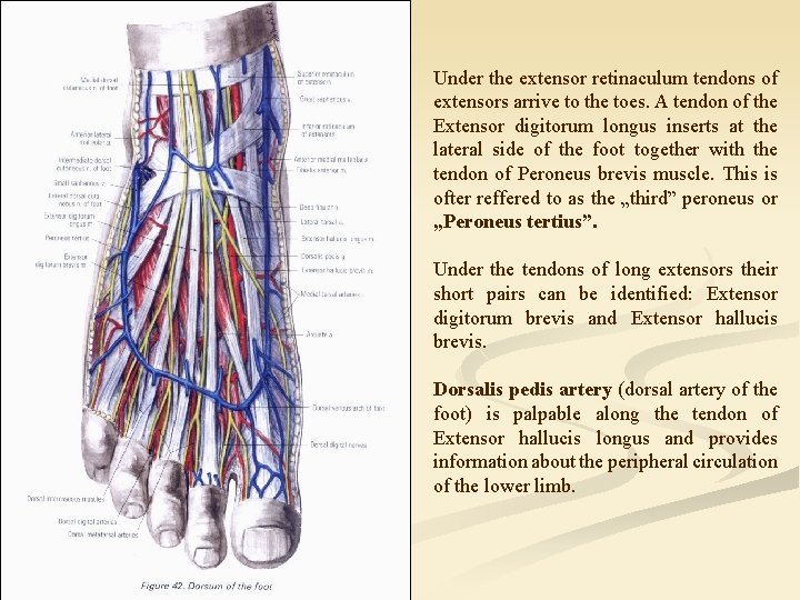 Under the extensor retinaculum tendons of extensors arrive to the toes. A tendon of