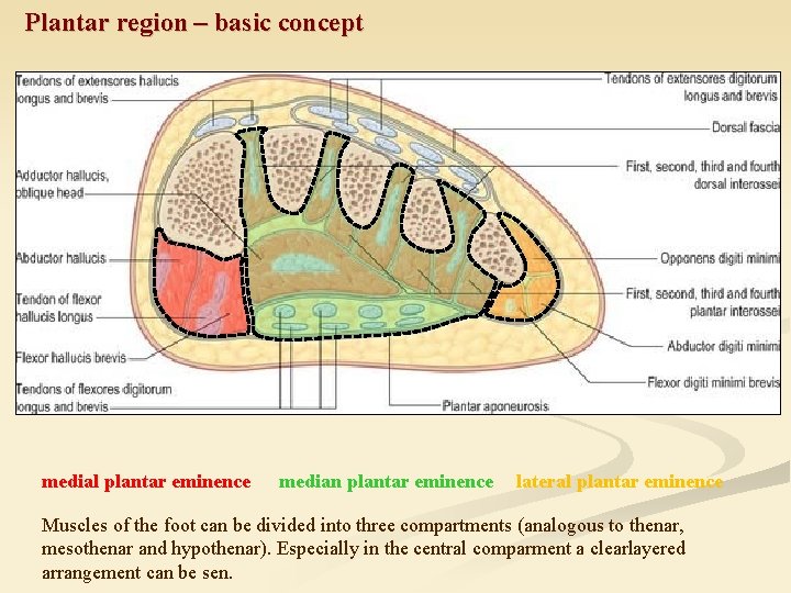 Plantar region – basic concept medial plantar eminence median plantar eminence lateral plantar eminence