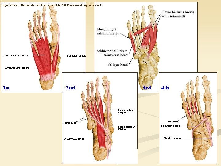 https: //www. orthobullets. com/foot-and-ankle/7003/layers-of-the-plantar-foot 1 st 2 nd 3 rd 4 th 