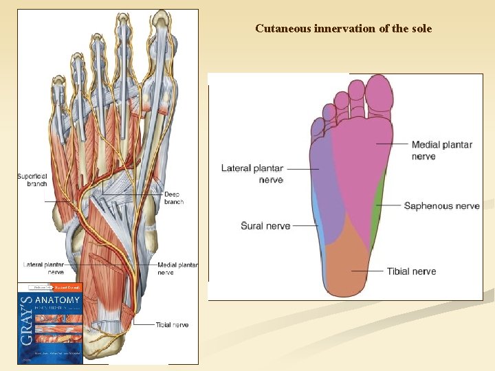 Cutaneous innervation of the sole 