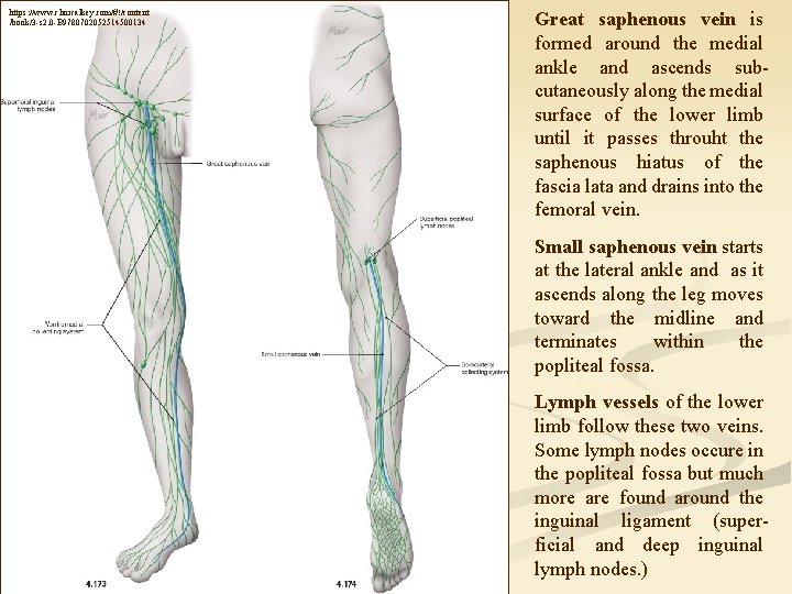 https: //www. clinicalkey. com/#!/content /book/3 -s 2. 0 -B 9780702052514500134 Great saphenous vein is