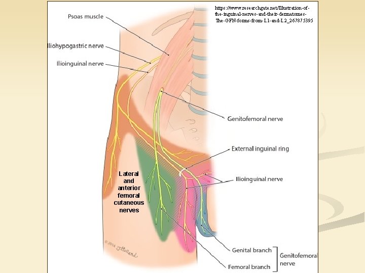 https: //www. researchgate. net/Illustration-ofthe-inguinal-nerves-and-their-dermatomes. The-GFN-forms-from-L 1 -and-L 2_267875395 Lateral and anterior femoral cutaneous nerves