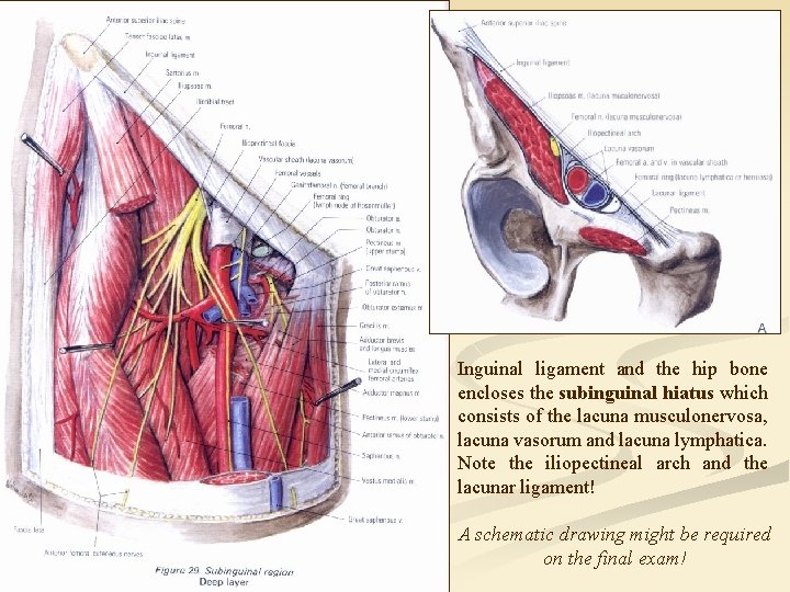Inguinal ligament and the hip bone encloses the subinguinal hiatus which consists of the